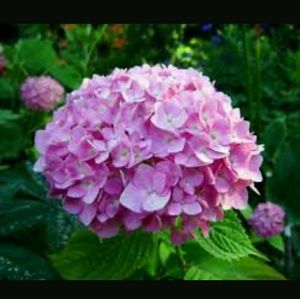 Meet your Posher, Ellena